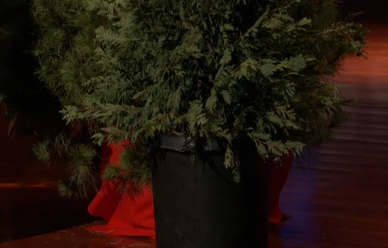 The Living Christmas Company Product Image