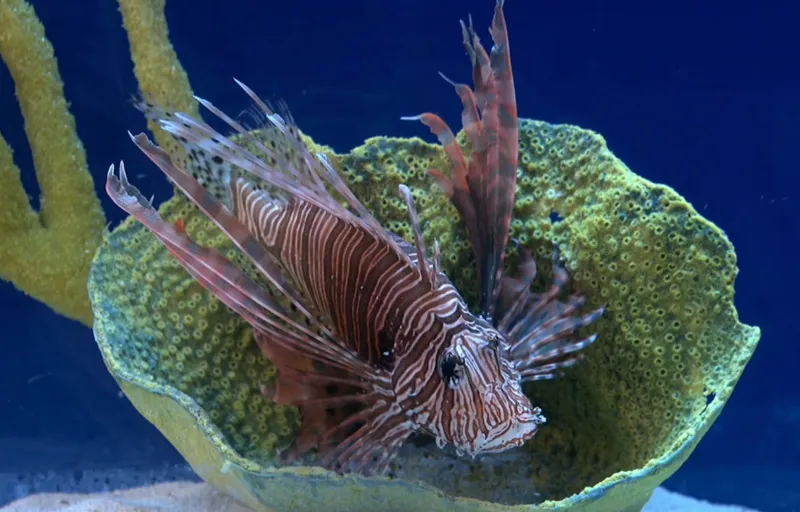 Traditional Fisheries Product Image